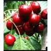 Саженец Черешни Амулет: фото и описание