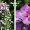 Саженцы Гибискуса древовидного Арденс (Ardens) - 5 шт.: фото и описание