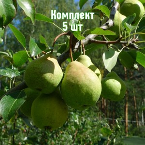 Комплект 5шт / Груша Гимринская