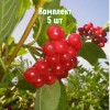 Калина Ульгень - 5 шт.: фото и описание