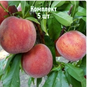 Комплект 5шт / Персик Дагестанский золотой