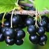 Саженцы черной смородины Литвиновская -  5 шт.: фото и описание