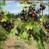 Саженцы смородины золотистой Валентина - 5 шт.: фото и описание