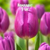 Луковицы Тюльпана Перпл Флег (Purple Flag) - 5 шт.: фото и описание
