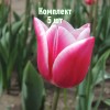 Луковицы Тюльпана Тинеке Ван дер Меер (Tineke van der Meer) - 5 шт.: фото и описание