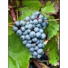Саженец Винограда Голубок: фото и описание